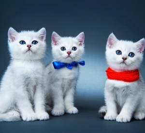 Three white kittens; one with a blue ribbon and the other with red bead around their necks against a blue/grey background.