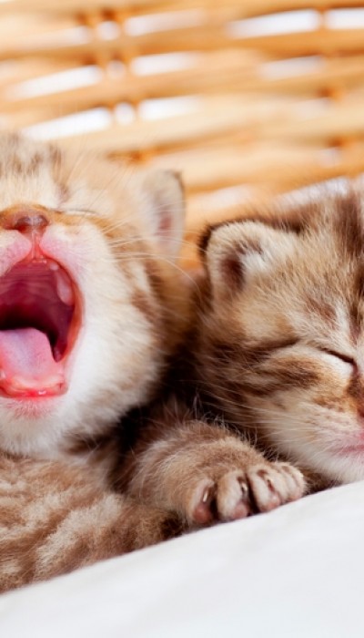 Two grey tiger striped kitten, one yawning, are sleeping on a towel in a small wicker basket.