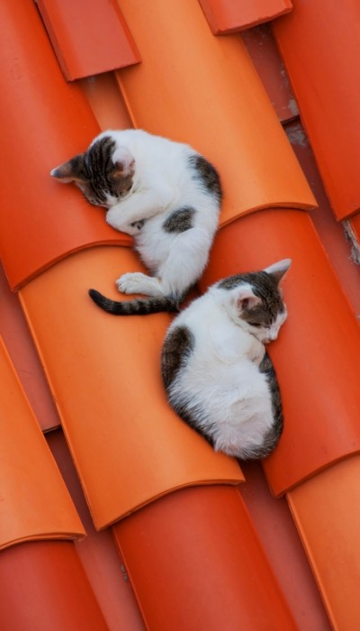 Outdoor cats need to be protected from many problems in the outdoors that can do harm to them.