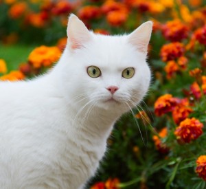 A white cat is posing in front of a huge patch of marigold flowers on a summer day.