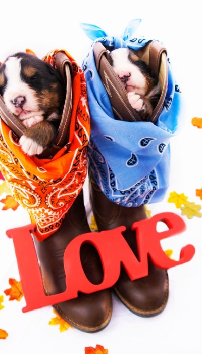 Two tan and white pups are each stuffed into a brown pair of cowboy boots and protected from the leather by a orange and blue bandana plus colored leaves on the ground.