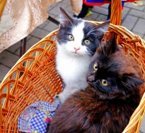 A dark tortoise shell and white and black cat looking up at the camera while sitting in a beige colored wicker basket with a handle on a brick patio.