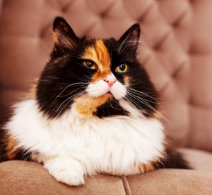 A closeup of a dark and white calico cat sitting on a mauve colored chair.