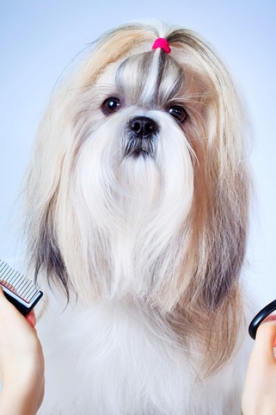 Dog grooming is an important way of maintaining a clean, healthy coat and prevents skin diseases at the same time.