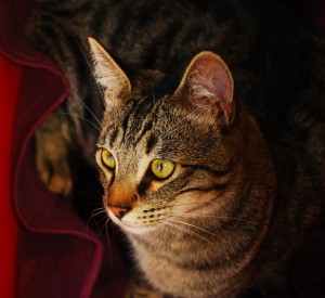 A grey tiger striped tabby is comfortably wrapped up in a maroon towel.