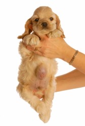 A woman is holding up a young Cocker Spaniel puppy with an umbilical hernia that need to be surgically repaired against a white background.