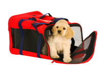 A Cocker Spaniel puppy is sitting at the entrance of a red and blue safety car carrier with a zippered front.