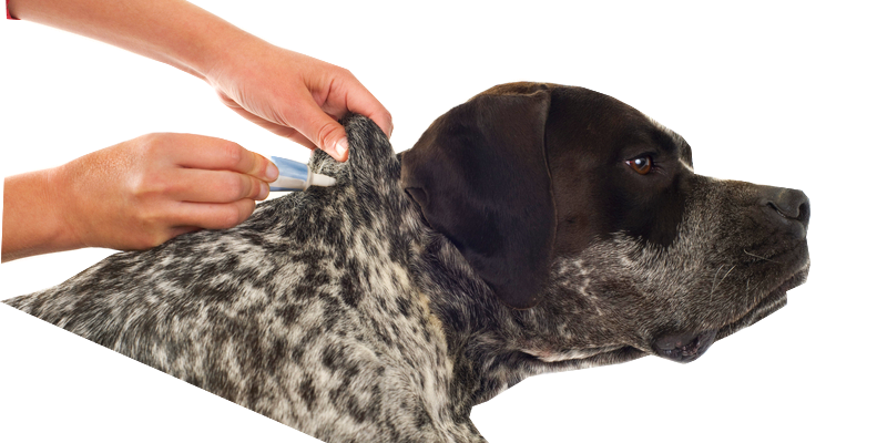 Flea and tick control is important when it comes to preventing allergies in dogs and cats as well as the spread of disease in humans and pets.