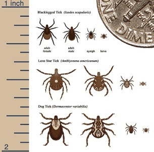 A drawing showing the relative sizes of the different stages of Deer Ticks that cause Lyme disease. A dime is shown at the top right for a comparison.