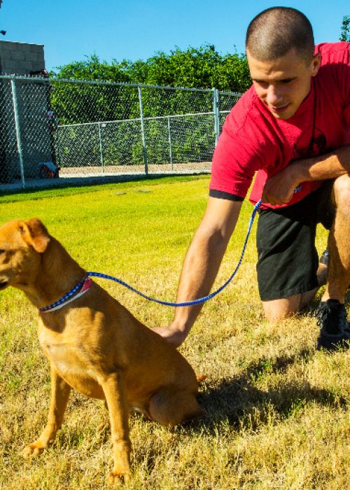 Humane society adoptions are a great place to find that perfect pet.