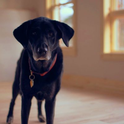 Older dogs have to navigate life as they get older. Arthritis often makes getting around more difficult.