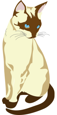 The blue eyed Siamese cat is an elegant, muscular animal that loves being around people.